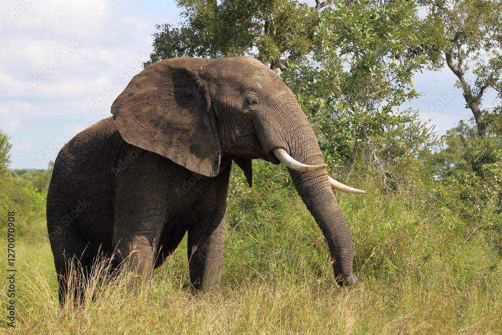Fototapeta premium Afrikanischer Elefant / African elephant / Loxodonta africana