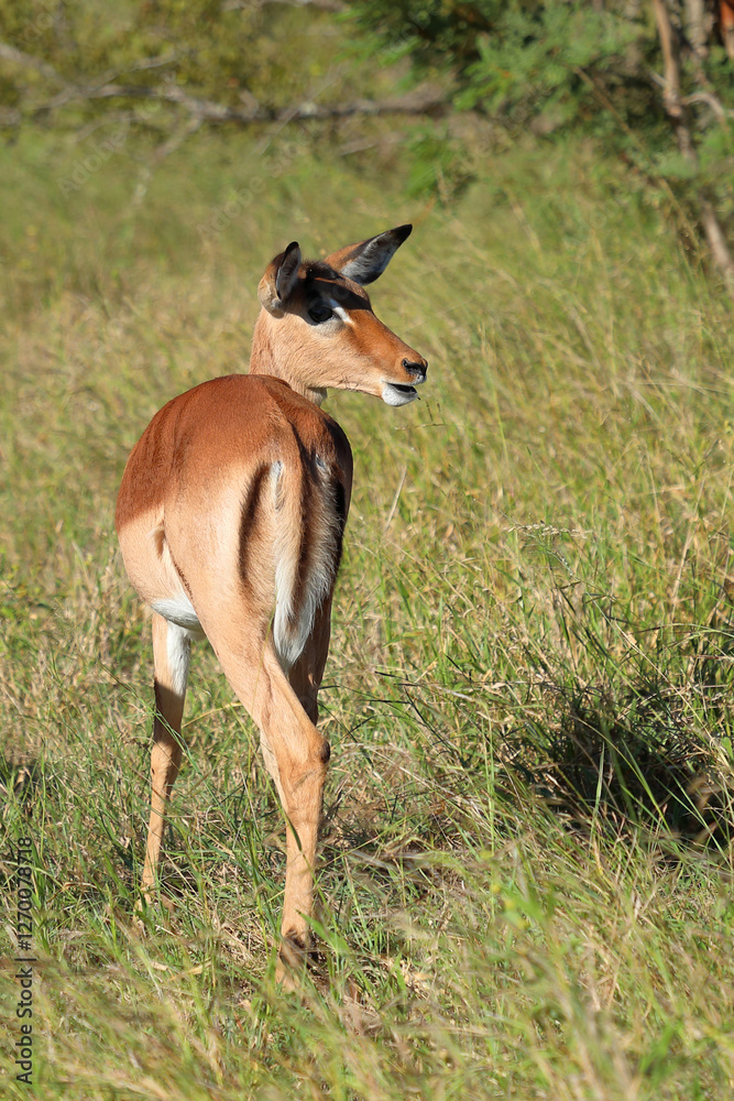 Schwarzfersenantilope / Impala / Aepyceros melampus Schwarzfersenantilope / Impala / Aepyceros melampus