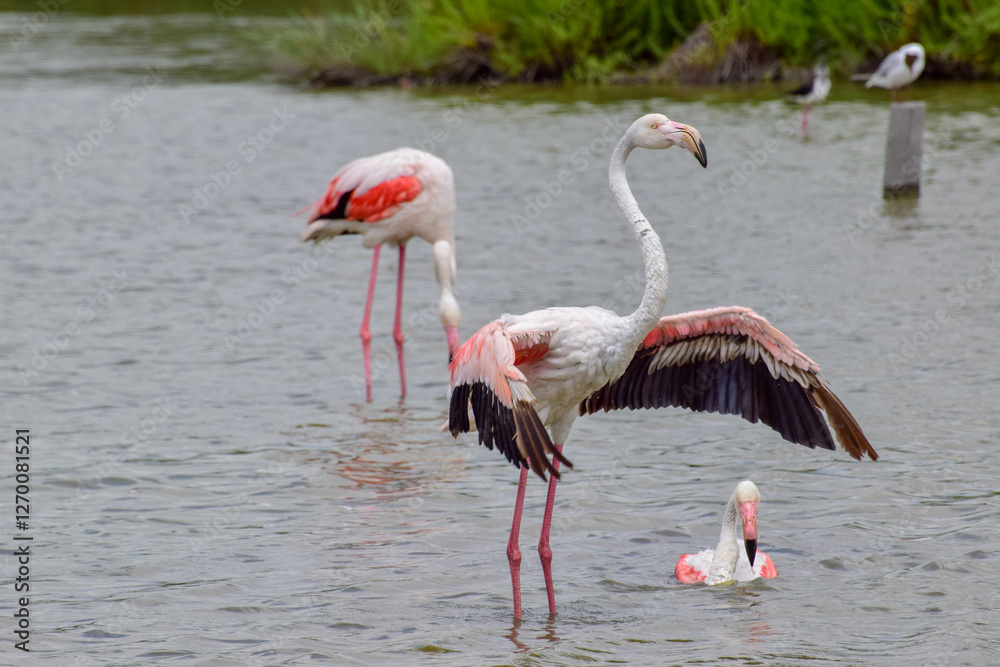 Giant Flamingo performing a dance at the south of France. Giant Flamingo performing a dance at the south of France.