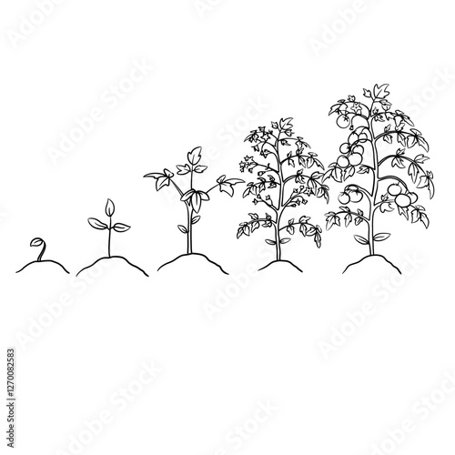 Hand drawn vector sketch illustration Line art, Growth stage of Tomato plant, Growth stages from seed to flowering and fruiting plant isolated on white background