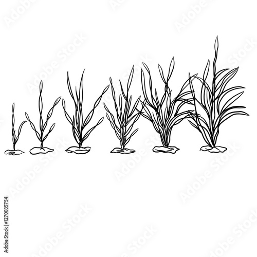 Hand drawn vector sketch illustration Line art, Growth stage of rye plant, Growth stages from seed to flowering and fruiting plant isolated on white background
