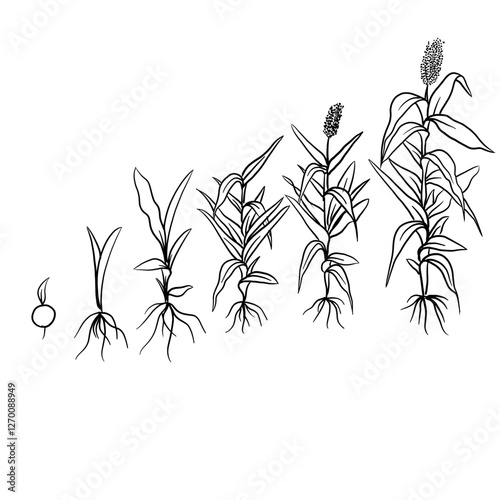 Hand drawn vector sketch illustration Line art, Growth stage of Sorghum plant, Growth stages from seed to flowering and fruiting plant isolated on white background
