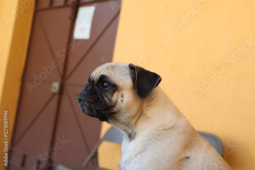 PUG