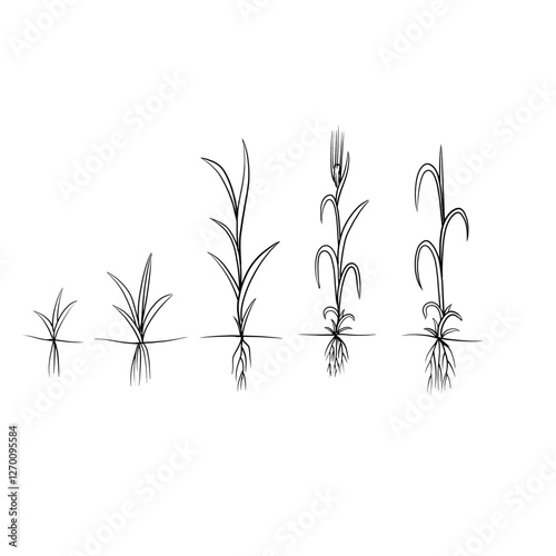 Hand drawn vector sketch illustration Line art, Growth stage of Barley  plant, Growth stages from seed to flowering and fruiting plant isolated on white background