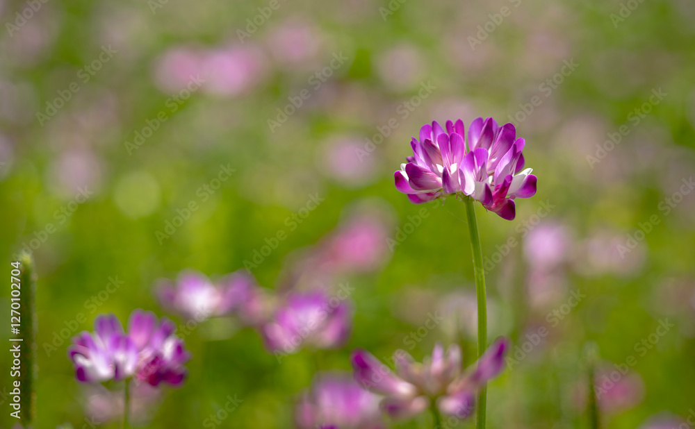 Obraz premium 春の田んぼの蓮華の花