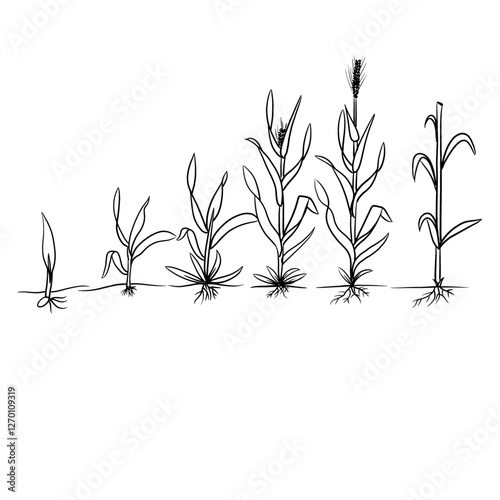 Hand drawn vector sketch illustration Line art, Growth stage of wheat plant, Growth stages from seed to flowering and fruiting plant isolated on white background
