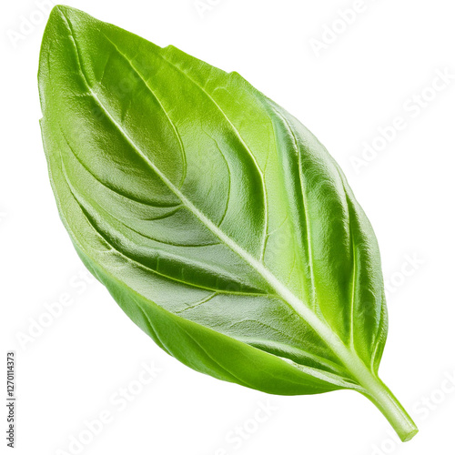 Basil Leaf isolated on white background full depth of field