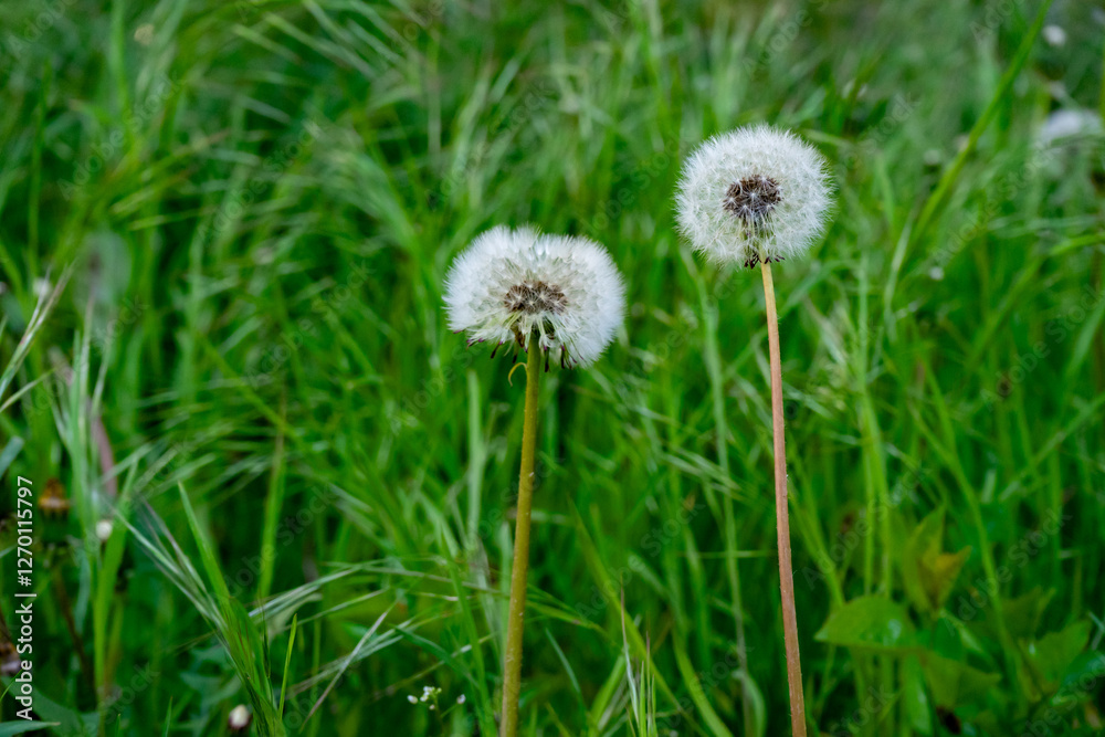 Dandelions standing tall among green grass in sunlight Dandelions standing tall among green grass in sunlight