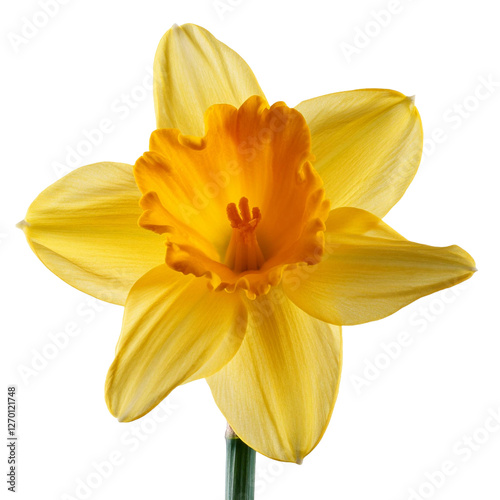 Daffodil isolated on white background full depth of field