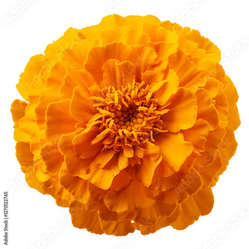 Marigold isolated on white background full depth of field
