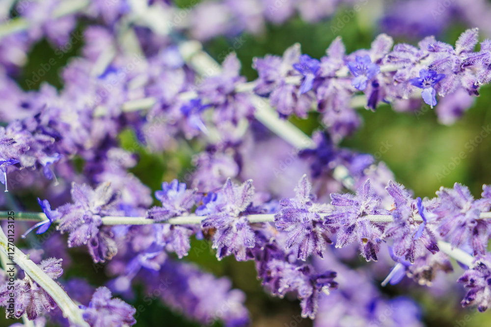 Fototapeta premium Lavender - Italian