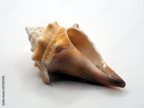 Close-up of the broken shell of a Florida fighting conch (strombus alatus) on white background.