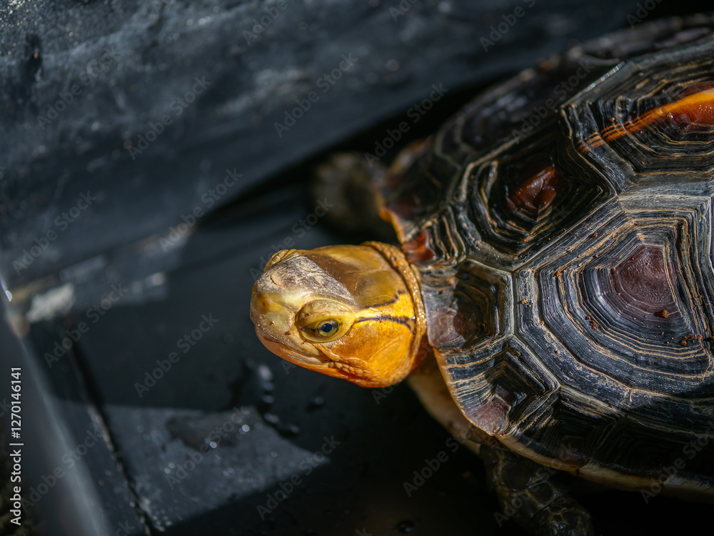 Obraz premium 日光浴するセマルハコガメ