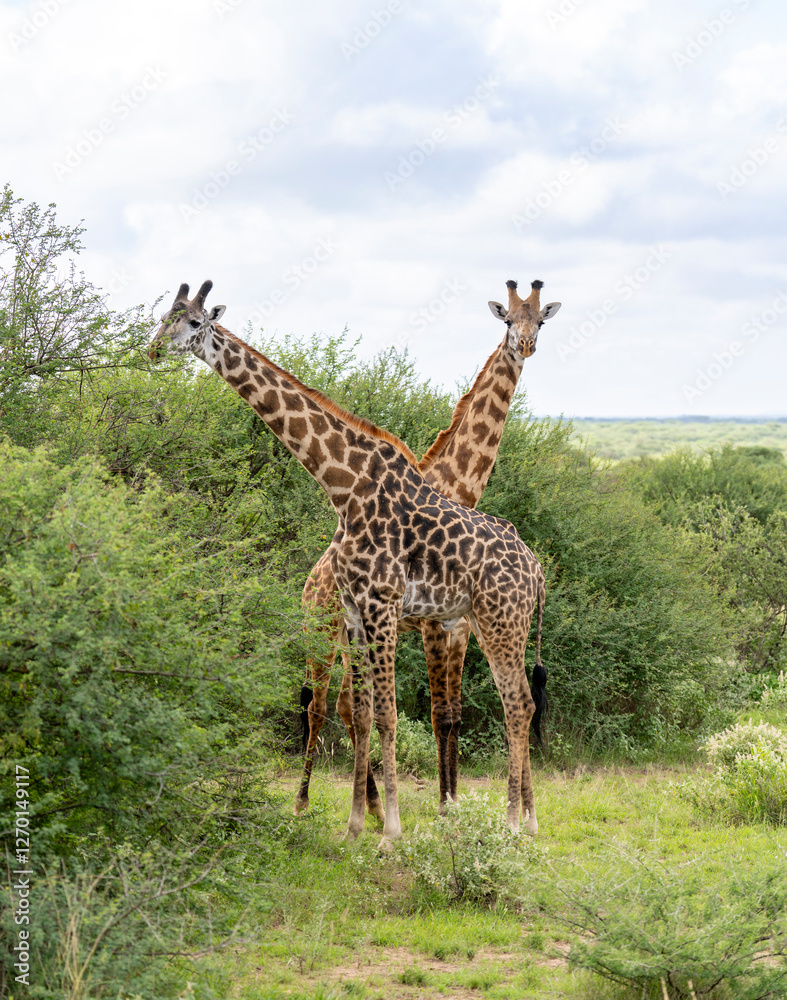 Giraffes Kenya East Africa Safari Amboseli National Park