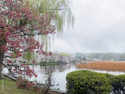 Sakura cherry blossom trees with lake and temple in the back in Tokyo, Japan