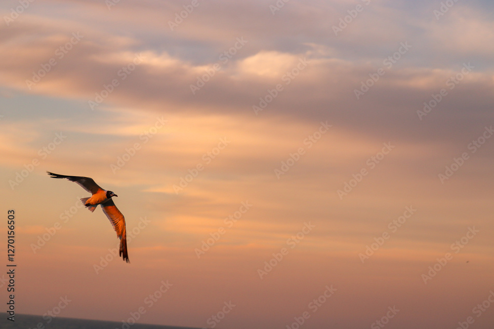 Fototapeta premium Outer Banks (OBX) Seagull in Action - August 2022