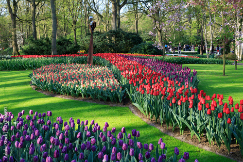 Obraz na płótnie Europe, The Netherlands, Zuid Holland, Lisse.Keukenhof gardens. Tulips. w salonie