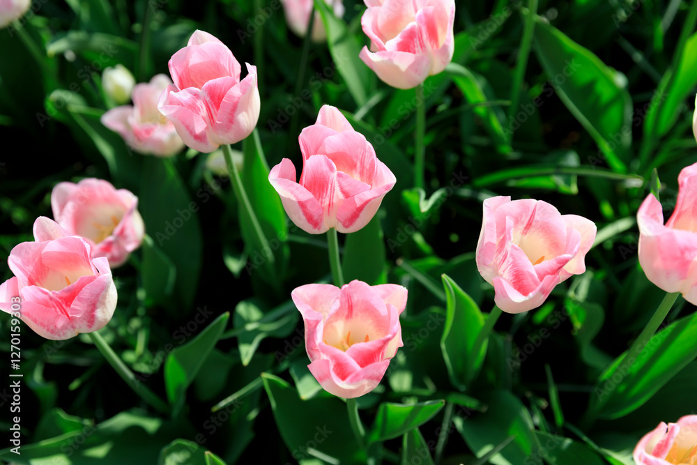 Europe, The Netherlands, Zuid Holland, Lisse. Tulips. Europe, The Netherlands, Zuid Holland, Lisse. Tulips.
