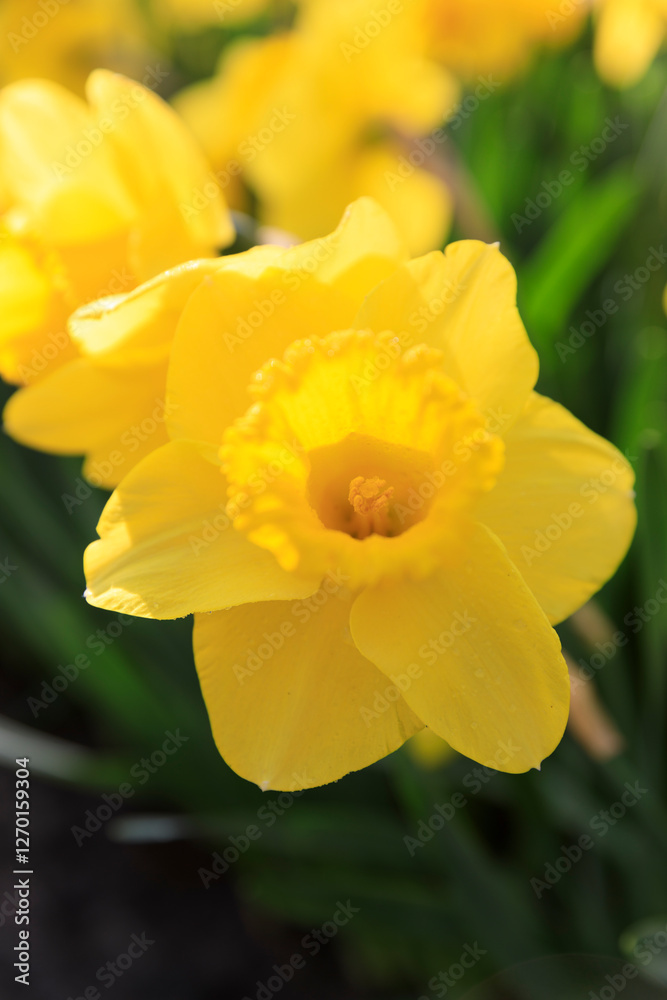 Europe, The Netherlands, Zuid Holland, Lisse. Daffodil. Europe, The Netherlands, Zuid Holland, Lisse. Daffodil.