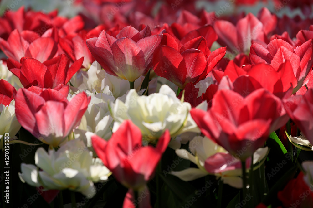 Obraz premium Europe, The Netherlands, Zuid Holland, Lisse. Tulips.