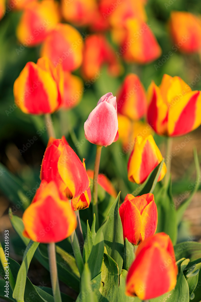 Europe, The Netherlands, North Holland, Schagerbrug, Grote Sloot. Fields of tulips.