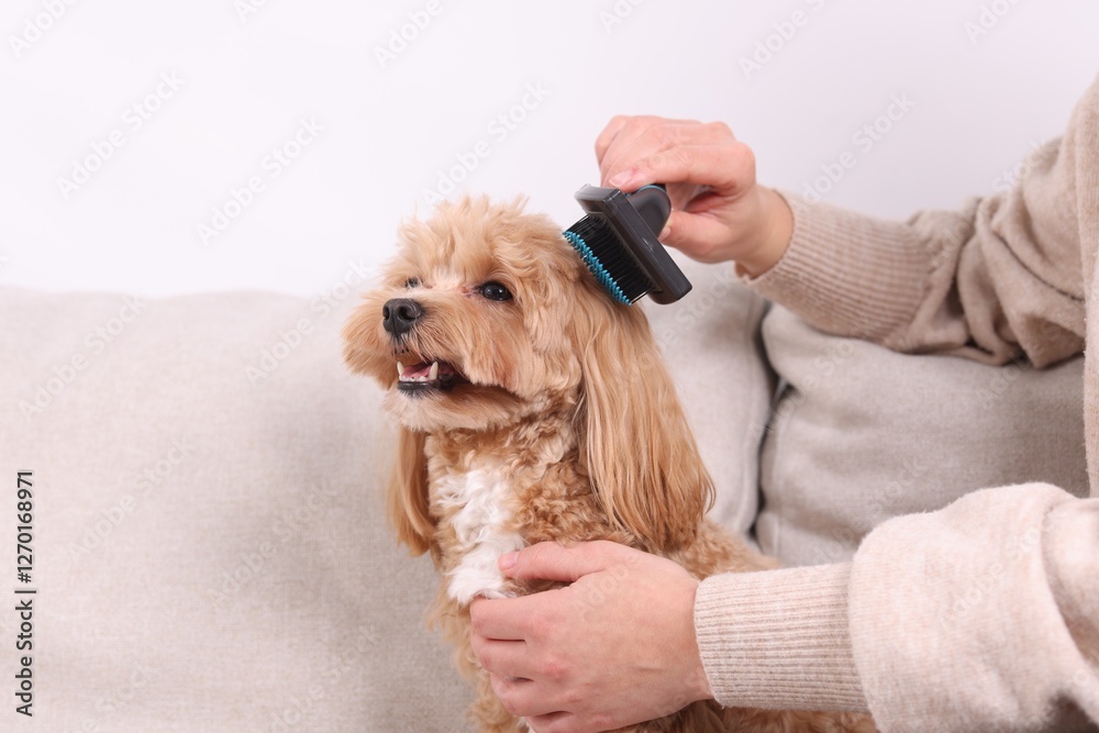 Woman brushing cute Maltipoo dog on sofa at home, closeup Woman brushing cute Maltipoo dog on sofa at home, closeup