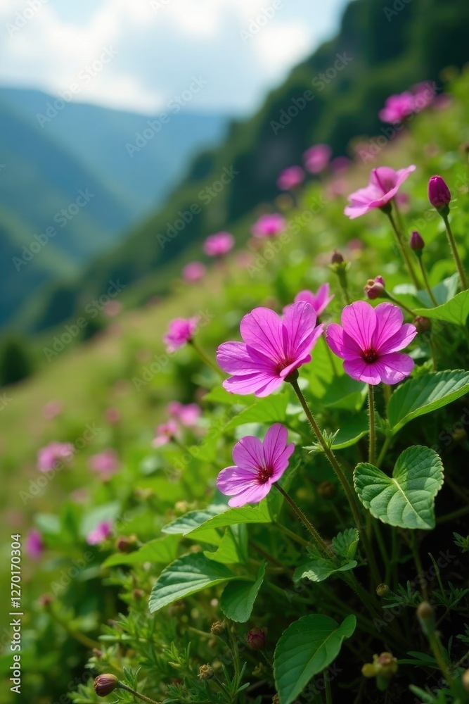 Fototapeta premium Purple Himalayan Balsam Impatiens glandulifera in full bloom on green hillside, alpine garden, impatiens, flora