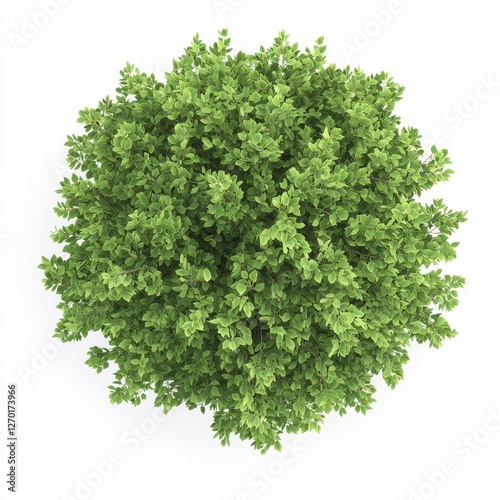 Top view of a lush, green shrub viewed from above, showcasing a dense canopy of leaves on a bright white background.