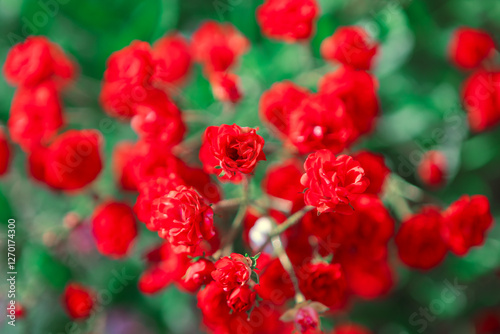 Obraz na płótnie Cluster of vibrant red roses in full bloom, with a soft focus background of green foliage. Vivid color and delicate petals of roses make the image visually striking and highlight the beauty of nature w salonie