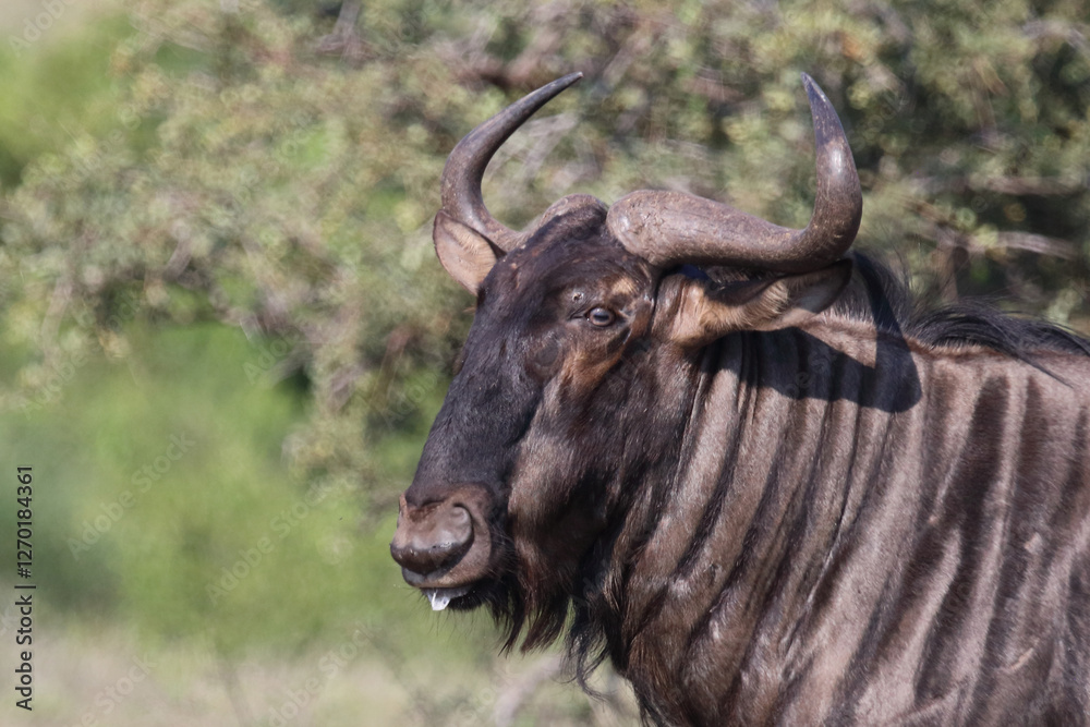 Streifengnu / Blue wildebeest / Connochaetes taurinus Streifengnu / Blue wildebeest / Connochaetes taurinus