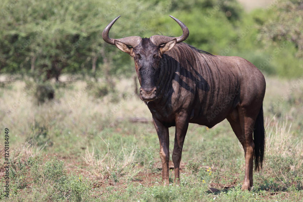 Streifengnu / Blue wildebeest / Connochaetes taurinus