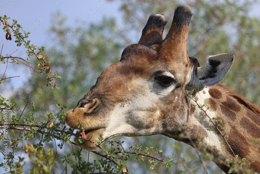 Naklejka premium Giraffe / Giraffe / Giraffa camelopardalis