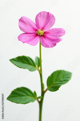 Pink purslane in full bloom against white background, clean, white