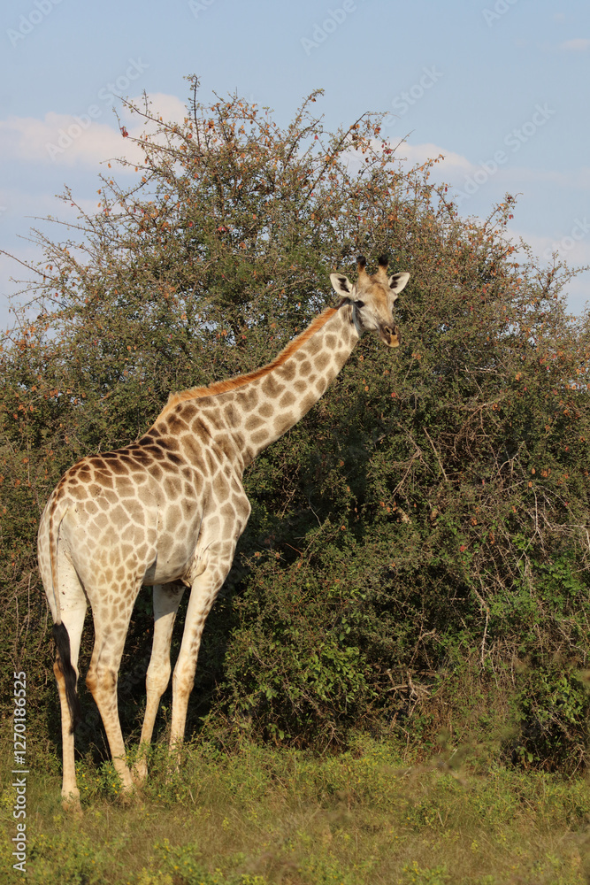 Giraffe / Giraffe / Giraffa camelopardalis Giraffe / Giraffe / Giraffa camelopardalis