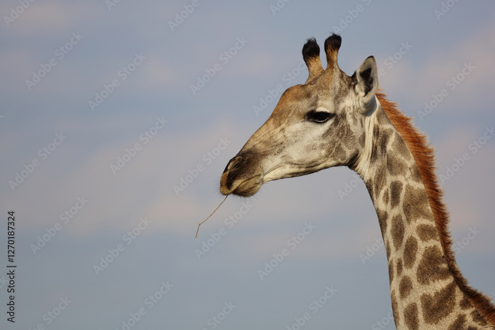 Obraz premium Giraffe / Giraffe / Giraffa camelopardalis