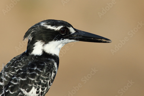 Graufischer / Pied kingfisher / Ceryle rudis photo