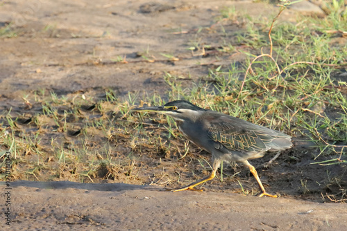 Mangrovenreiher / Green-backed heron / Butorides striatus...Grasfrosch / European common frog / Rana temporaria photo
