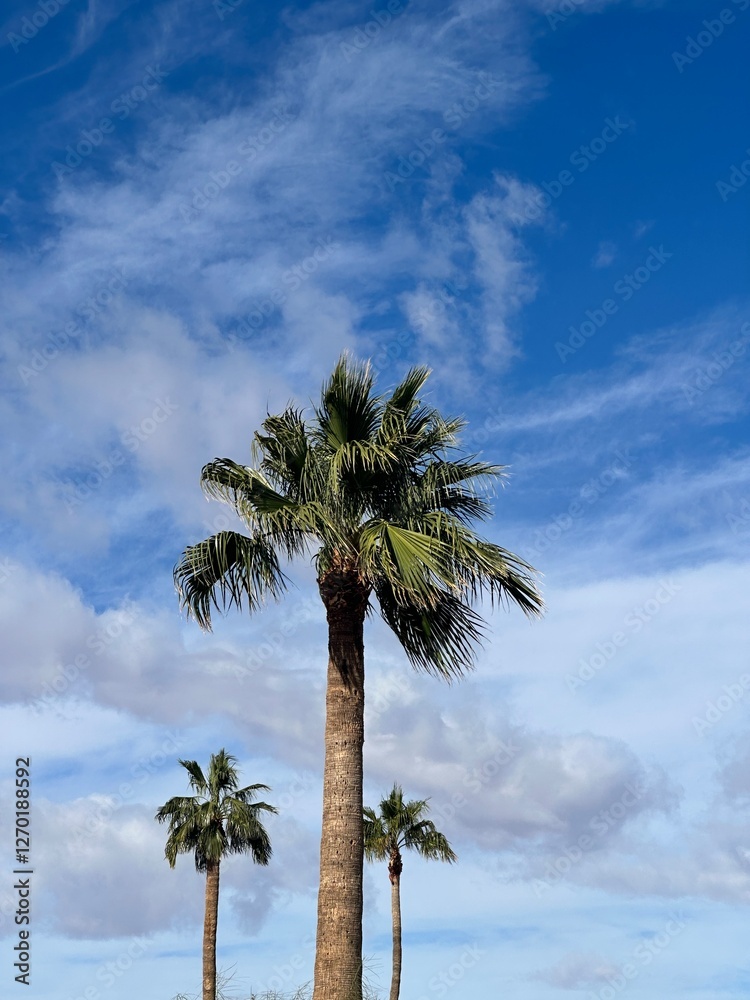 Fototapeta premium palm trees on a blue sky