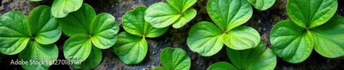 White Pulmonaria officinalis leaves on a stone background, nature, lungwort leaves, green