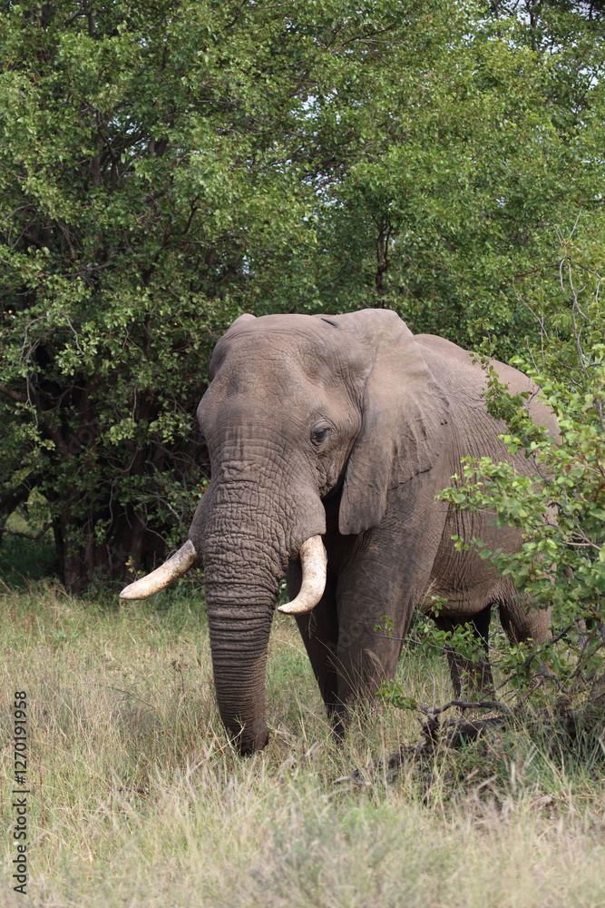 Fototapeta premium Afrikanischer Elefant / African elephant / Loxodonta africana