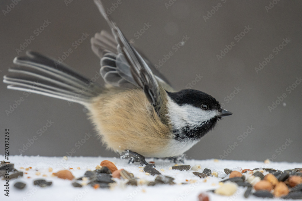 Obraz premium Chickadee with wings up crouched overtop seeds in snow. 