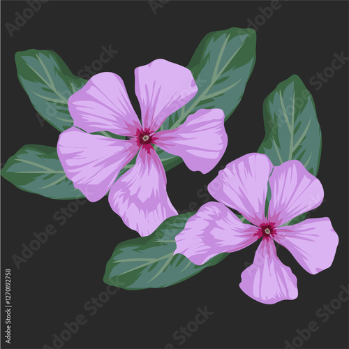 vector illustration of pink periwinkle and their leaves
