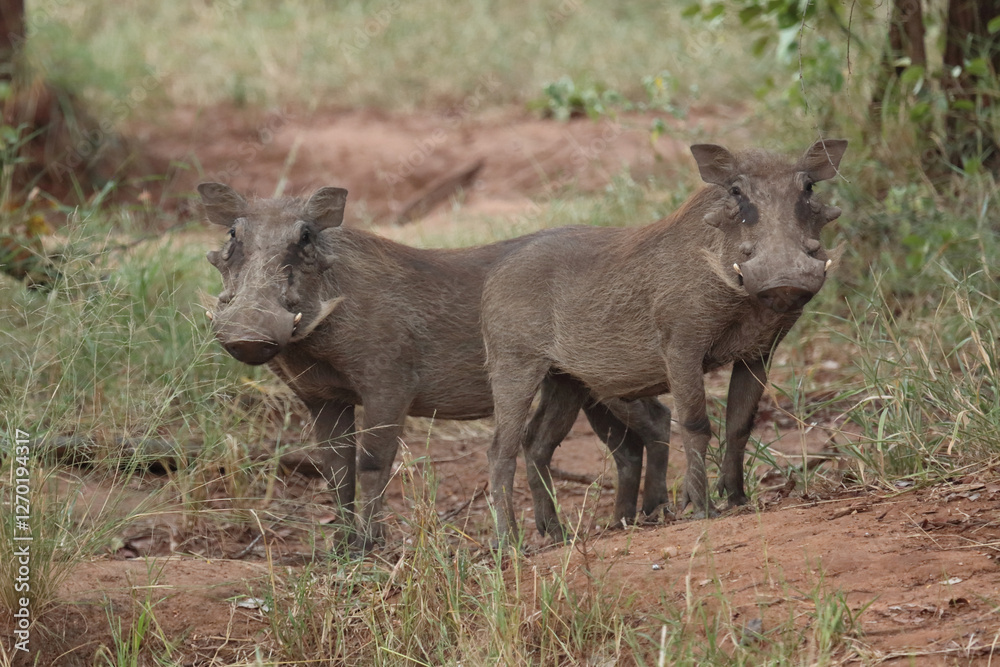 Warzenschwein / Warthog / Phacochoerus africanus Warzenschwein / Warthog / Phacochoerus africanus