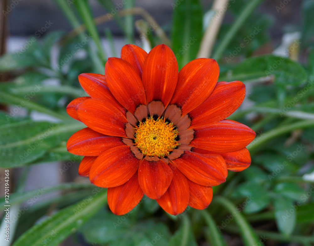 Flowers from my garden Flowers from my garden