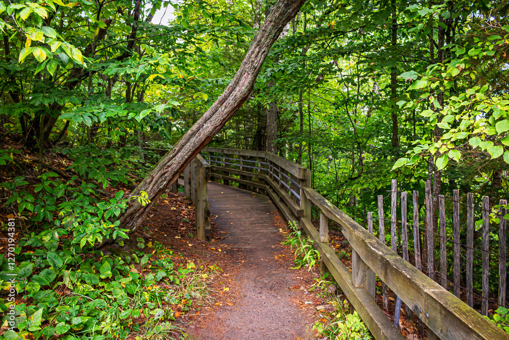 A scenic forest trail in Michigan featuring a wooden boardwalk winding through vibrant green foliage. This peaceful nature path, framed by dense trees and a rustic wooden fence, invites exploration. A scenic forest trail in Michigan featuring a wooden boardwalk winding through vibrant green foliage. This peaceful nature path, framed by dense trees and a rustic wooden fence, invites exploration.