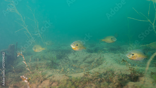 Bluegill Lepomis macrochirus on Spawning Beds Underwater with Copy-Space photo