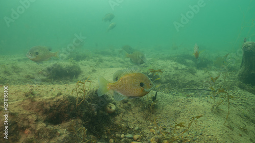 Foto Freshwater Bluegill Lepomis Macrochirus over Spawning Beds