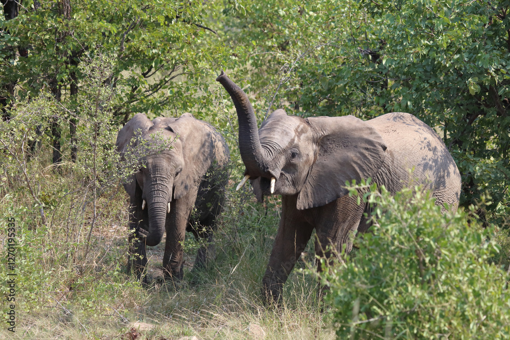 Fototapeta premium Afrikanischer Elefant / African elephant / Loxodonta africana