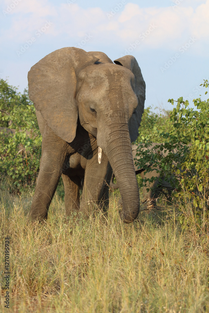 Fototapeta premium Afrikanischer Elefant / African elephant / Loxodonta africana
