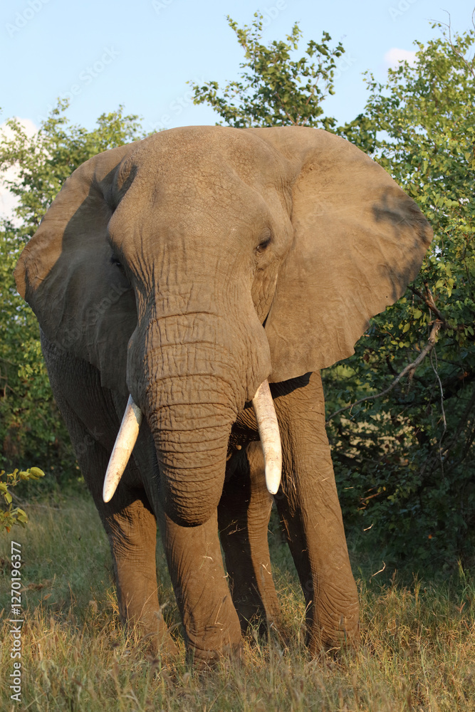 Fototapeta premium Afrikanischer Elefant / African elephant / Loxodonta africana